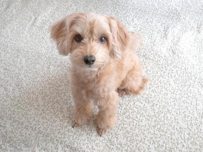 『頭がいい』といわれている犬種５選, 1.ボーダーコリー, 3.ジャーマンシェパードドッグ, 4.ゴールデンレトリバー, 5.ドーベルマン, 賢い犬がよくする行動とは？, 賢い犬との接し方で気をつけるべきポイント