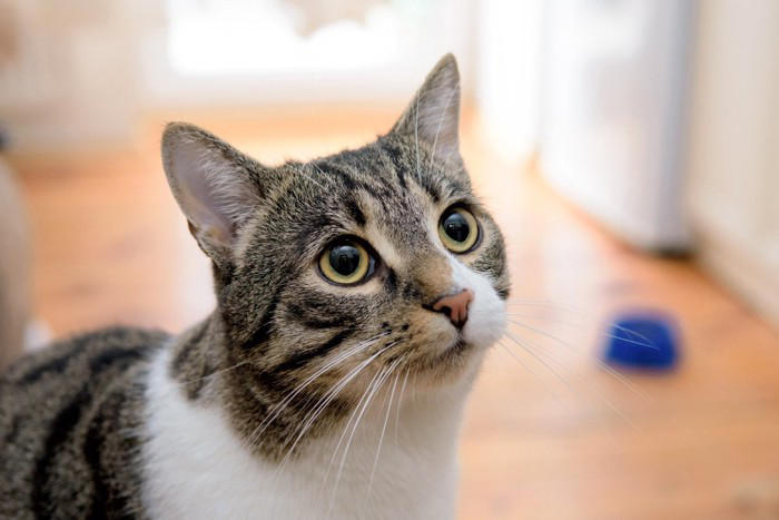 猫から好かれる人に共通する『声』の特徴, 1.やわらかくて高すぎない「安心感のある声」, 2.一定のリズムでゆっくり話す声, 3.感情が穏やかに伝わる声, 心がけたい話し方のコツ