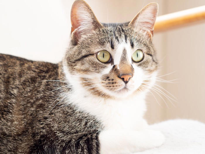 猫から好かれる人に共通する『声』の特徴, 1.やわらかくて高すぎない「安心感のある声」, 2.一定のリズムでゆっくり話す声, 3.感情が穏やかに伝わる声, 心がけたい話し方のコツ