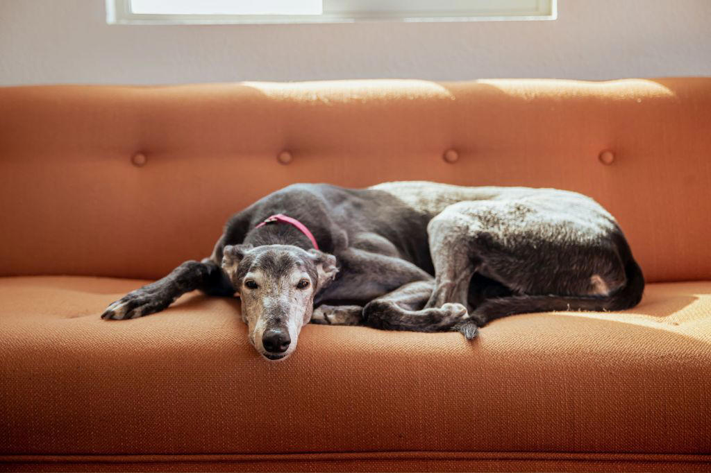 Newfoundland, Labrador Retriever, Golden Retriever, Greyhound, Rescue Dogs Can Be Exceptional Companions, Additional Considerations