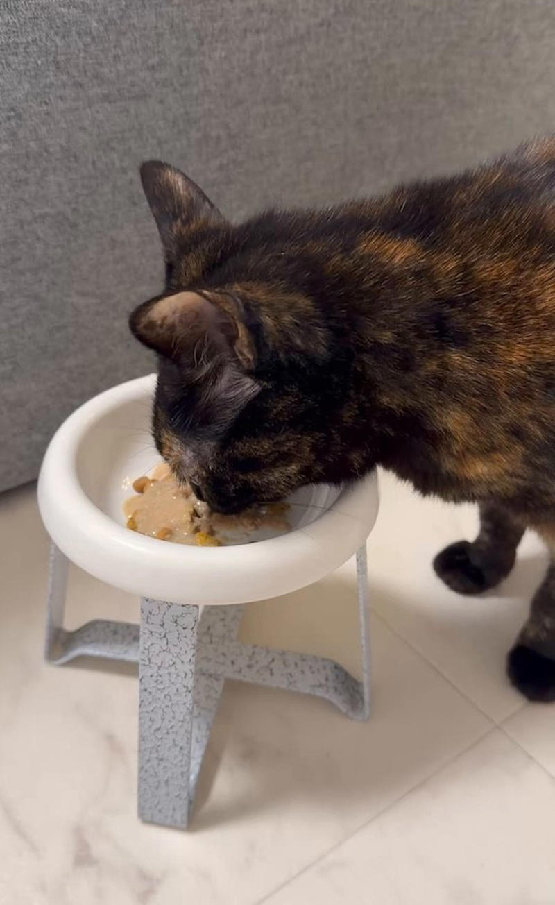 「だしパック」を入れるだけ, これでモリモリ食べてくれます, 「食べむら」は猫の本能, フードを温めるのも効果的