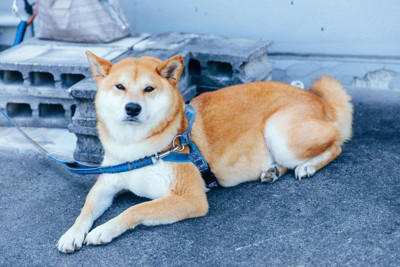 これぞ忠犬！人に忠実な犬種, ジャーマン・シェパード・ドッグ, ラブラドール・レトリバー, 無条件なわけじゃない！犬と良好な関係を築くには, 一貫した対応をとる, わかりやすく褒める・叱る