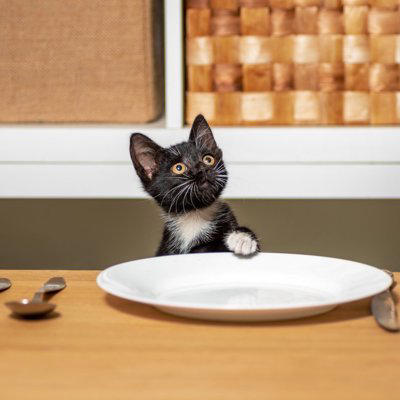 猫から頼みごとがあるときのサイン5つ, 1.じっと見つめる, 2.前足でチョンチョンと触れる, 3.頭や体を強く擦りつける, 4.声を出して訴える, 5.特定の場所へ誘導する, 猫の要求を見分けるコツと適切な対処法