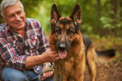 これぞ忠犬！人に忠実な犬種, ジャーマン・シェパード・ドッグ, ラブラドール・レトリバー, 無条件なわけじゃない！犬と良好な関係を築くには, 一貫した対応をとる, わかりやすく褒める・叱る