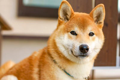 「柴距離」ってなに？, なぜ「柴距離」を守ることが大切なの？, 愛犬が喜ぶ「ちょうどいい」接し方, こんな行動はNG！嫌われる飼い主の特徴, しつこく抱っこしようとする, 大きな声を出したり、急に動いたりする, 嫌がっているサインを見逃す