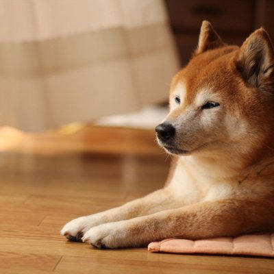 「柴距離」ってなに？, なぜ「柴距離」を守ることが大切なの？, 愛犬が喜ぶ「ちょうどいい」接し方, こんな行動はNG！嫌われる飼い主の特徴, しつこく抱っこしようとする, 大きな声を出したり、急に動いたりする, 嫌がっているサインを見逃す