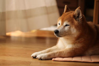 「柴距離」ってなに？, なぜ「柴距離」を守ることが大切なの？, 愛犬が喜ぶ「ちょうどいい」接し方, こんな行動はNG！嫌われる飼い主の特徴, しつこく抱っこしようとする, 大きな声を出したり、急に動いたりする, 嫌がっているサインを見逃す