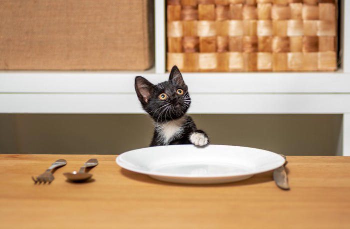 猫から頼みごとがあるときのサイン5つ, 1.じっと見つめる, 2.前足でチョンチョンと触れる, 3.頭や体を強く擦りつける, 4.声を出して訴える, 5.特定の場所へ誘導する, 猫の要求を見分けるコツと適切な対処法