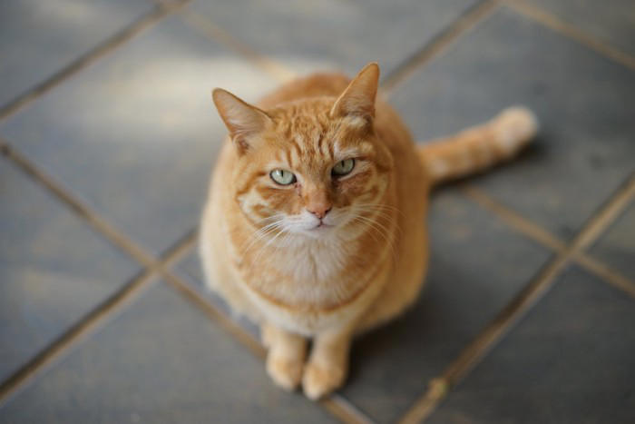 猫から頼みごとがあるときのサイン5つ, 1.じっと見つめる, 2.前足でチョンチョンと触れる, 3.頭や体を強く擦りつける, 4.声を出して訴える, 5.特定の場所へ誘導する, 猫の要求を見分けるコツと適切な対処法