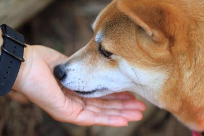 「柴距離」ってなに？, なぜ「柴距離」を守ることが大切なの？, 愛犬が喜ぶ「ちょうどいい」接し方, こんな行動はNG！嫌われる飼い主の特徴, しつこく抱っこしようとする, 大きな声を出したり、急に動いたりする, 嫌がっているサインを見逃す