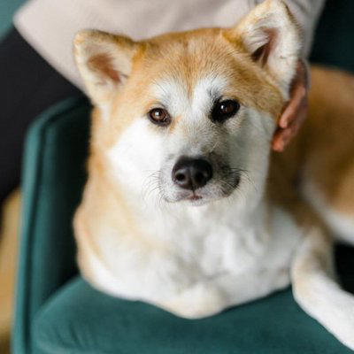 これぞ忠犬！人に忠実な犬種, ジャーマン・シェパード・ドッグ, ラブラドール・レトリバー, 無条件なわけじゃない！犬と良好な関係を築くには, 一貫した対応をとる, わかりやすく褒める・叱る