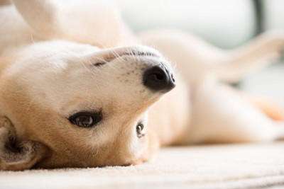 犬が『幸せ』だと思っているときにする行動５選, 1.しっぽをゆったり左右に振る, 2.ゆっくり瞬きをする, 3.「ふぅ」と長めのため息を吐く, 4.リラックスした様子で横になる, 5.体をくっつけるように寄り添う, リラックスした様子でお腹を見せる理由, 実は勘違い？幸せと勘違いされやすい行動とは, 犬の幸福度を高めるために飼い主ができること