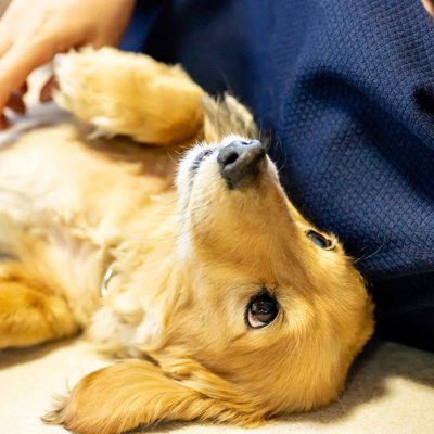 1.無防備な姿を見せてくれること, 2.そっと体を預けてくれること, 3.ジッと見つめて微笑んでくれること, 4.帰宅すると喜びを全身で表現してくれること