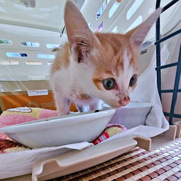 保護猫たちと暮らす飼い主さんに新たな出会い, 窓越しに先住猫が「にゃーーお！」、事態が急展開, 激しく衰弱した体――先住猫がお世話をしてくれた, 長寿猫が虹の橋へ…悲しい別れを越え、たくましく成長