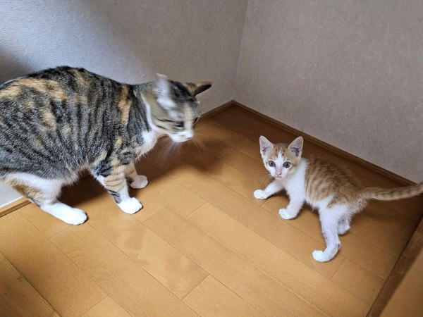 保護猫たちと暮らす飼い主さんに新たな出会い, 窓越しに先住猫が「にゃーーお！」、事態が急展開, 激しく衰弱した体――先住猫がお世話をしてくれた, 長寿猫が虹の橋へ…悲しい別れを越え、たくましく成長