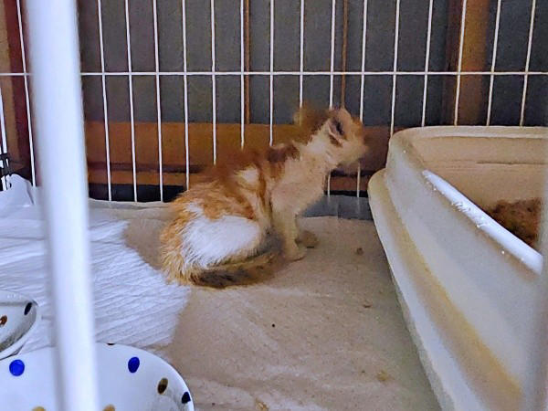 保護猫たちと暮らす飼い主さんに新たな出会い, 窓越しに先住猫が「にゃーーお！」、事態が急展開, 激しく衰弱した体――先住猫がお世話をしてくれた, 長寿猫が虹の橋へ…悲しい別れを越え、たくましく成長