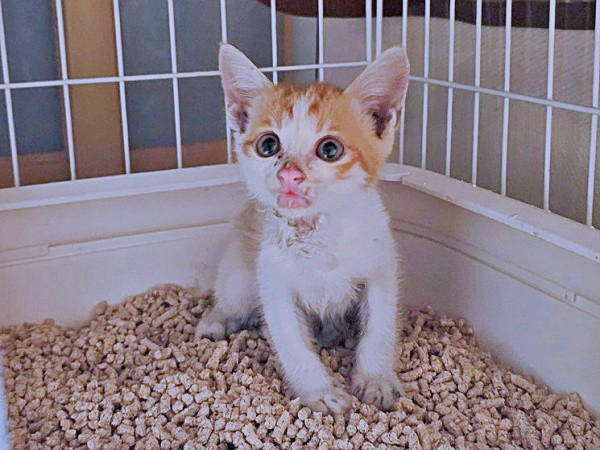 保護猫たちと暮らす飼い主さんに新たな出会い, 窓越しに先住猫が「にゃーーお！」、事態が急展開, 激しく衰弱した体――先住猫がお世話をしてくれた, 長寿猫が虹の橋へ…悲しい別れを越え、たくましく成長