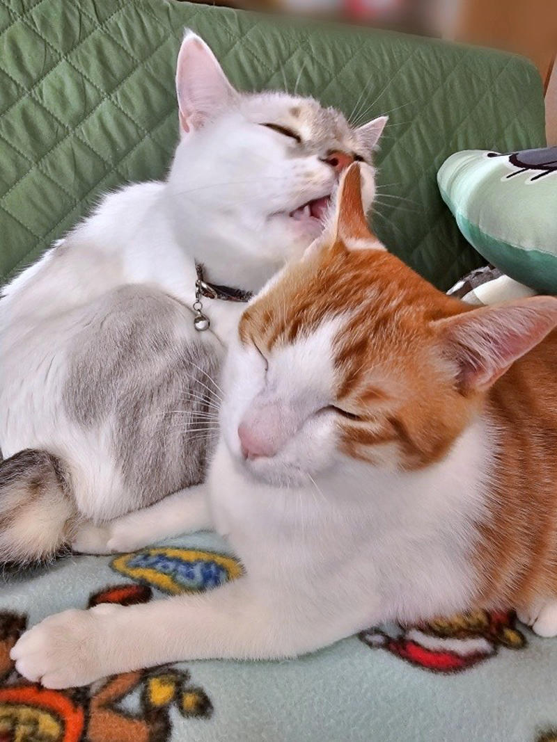 保護猫たちと暮らす飼い主さんに新たな出会い, 窓越しに先住猫が「にゃーーお！」、事態が急展開, 激しく衰弱した体――先住猫がお世話をしてくれた, 長寿猫が虹の橋へ…悲しい別れを越え、たくましく成長