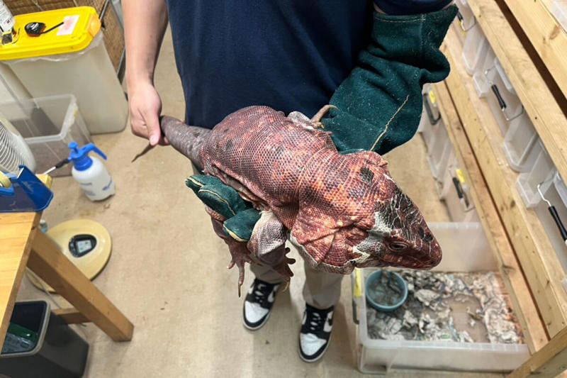 ■落とし物はまさかの「大トカゲ」, ■「レッドテグー」ってどんなトカゲ？, ■発見当日は「トカゲに過酷な環境」, ■「飼い主」を名乗る人物が続出か, ■執筆者プロフィール