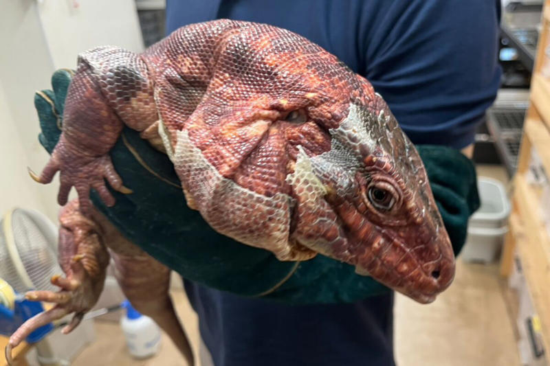 ■落とし物はまさかの「大トカゲ」, ■「レッドテグー」ってどんなトカゲ？, ■発見当日は「トカゲに過酷な環境」, ■「飼い主」を名乗る人物が続出か, ■執筆者プロフィール