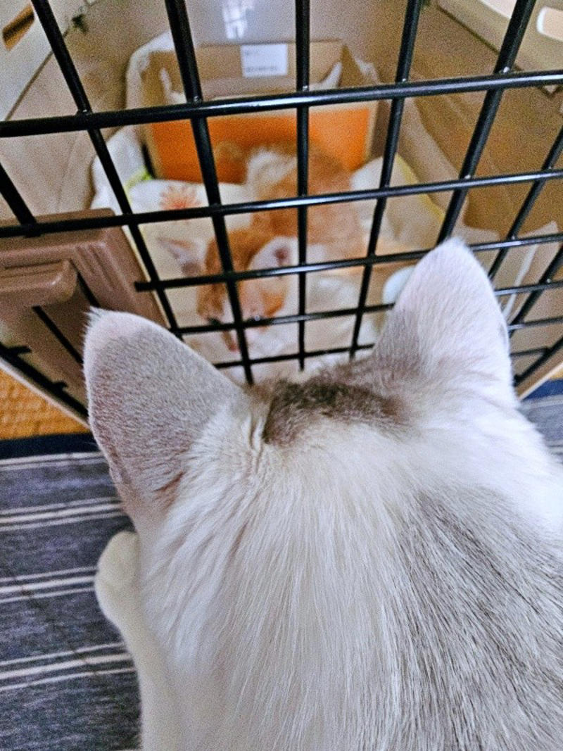 保護猫たちと暮らす飼い主さんに新たな出会い, 窓越しに先住猫が「にゃーーお！」、事態が急展開, 激しく衰弱した体――先住猫がお世話をしてくれた, 長寿猫が虹の橋へ…悲しい別れを越え、たくましく成長
