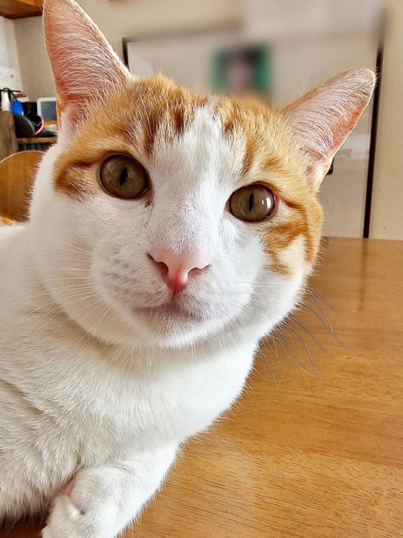 保護猫たちと暮らす飼い主さんに新たな出会い, 窓越しに先住猫が「にゃーーお！」、事態が急展開, 激しく衰弱した体――先住猫がお世話をしてくれた, 長寿猫が虹の橋へ…悲しい別れを越え、たくましく成長