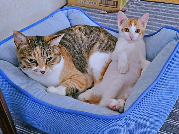 保護猫たちと暮らす飼い主さんに新たな出会い, 窓越しに先住猫が「にゃーーお！」、事態が急展開, 激しく衰弱した体――先住猫がお世話をしてくれた, 長寿猫が虹の橋へ…悲しい別れを越え、たくましく成長