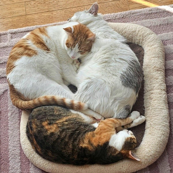 保護猫たちと暮らす飼い主さんに新たな出会い, 窓越しに先住猫が「にゃーーお！」、事態が急展開, 激しく衰弱した体――先住猫がお世話をしてくれた, 長寿猫が虹の橋へ…悲しい別れを越え、たくましく成長