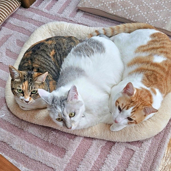 保護猫たちと暮らす飼い主さんに新たな出会い, 窓越しに先住猫が「にゃーーお！」、事態が急展開, 激しく衰弱した体――先住猫がお世話をしてくれた, 長寿猫が虹の橋へ…悲しい別れを越え、たくましく成長