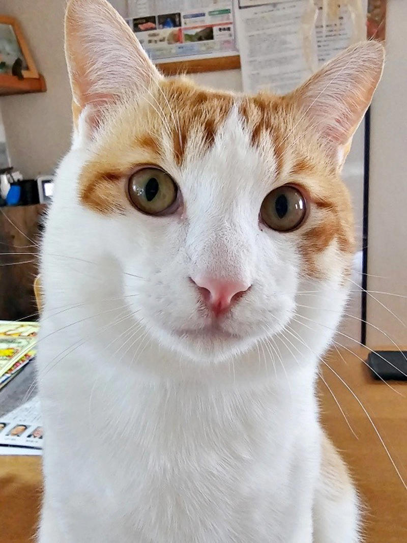 保護猫たちと暮らす飼い主さんに新たな出会い, 窓越しに先住猫が「にゃーーお！」、事態が急展開, 激しく衰弱した体――先住猫がお世話をしてくれた, 長寿猫が虹の橋へ…悲しい別れを越え、たくましく成長