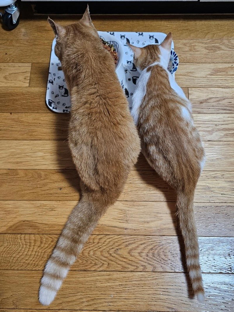 保護猫たちと暮らす飼い主さんに新たな出会い, 窓越しに先住猫が「にゃーーお！」、事態が急展開, 激しく衰弱した体――先住猫がお世話をしてくれた, 長寿猫が虹の橋へ…悲しい別れを越え、たくましく成長