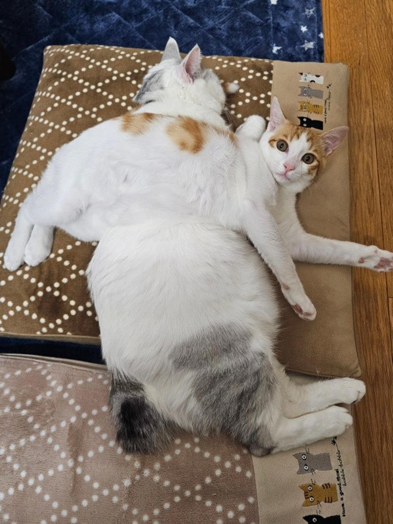 保護猫たちと暮らす飼い主さんに新たな出会い, 窓越しに先住猫が「にゃーーお！」、事態が急展開, 激しく衰弱した体――先住猫がお世話をしてくれた, 長寿猫が虹の橋へ…悲しい別れを越え、たくましく成長