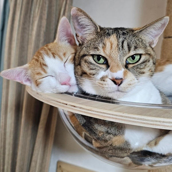 保護猫たちと暮らす飼い主さんに新たな出会い, 窓越しに先住猫が「にゃーーお！」、事態が急展開, 激しく衰弱した体――先住猫がお世話をしてくれた, 長寿猫が虹の橋へ…悲しい別れを越え、たくましく成長