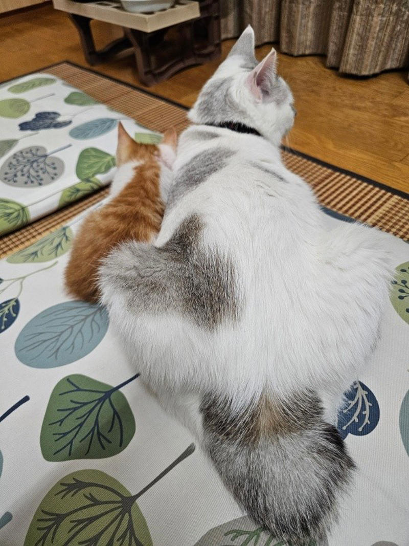 保護猫たちと暮らす飼い主さんに新たな出会い, 窓越しに先住猫が「にゃーーお！」、事態が急展開, 激しく衰弱した体――先住猫がお世話をしてくれた, 長寿猫が虹の橋へ…悲しい別れを越え、たくましく成長