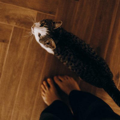 猫が飼い主を『守っている』ように見える行動5つ, 1.ドアや窓の近くで見張る, 2.トイレやお風呂についてくる, 3.体の上や近くで寝る, 4.知らない音にすぐ反応する, 5.体調が悪いときにそばにいる, 猫が飼い主を気にかける理由, 猫の行動への上手な応え方
