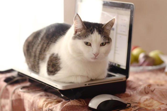 猫の「困るけど憎めない行動」5選, 1.深夜の運動会, 2.キーボードの上に乗る, 3.ものを棚から落とす, 4.早朝の叩き起こし, 5.爪とぎの場所間違い, なぜ困ることをするの？無邪気な仕草の裏にある理由, 叱るのは逆効果？上手な接し方と対策のコツ, 遊びで満足させる, どうしても困る時の便利グッズ