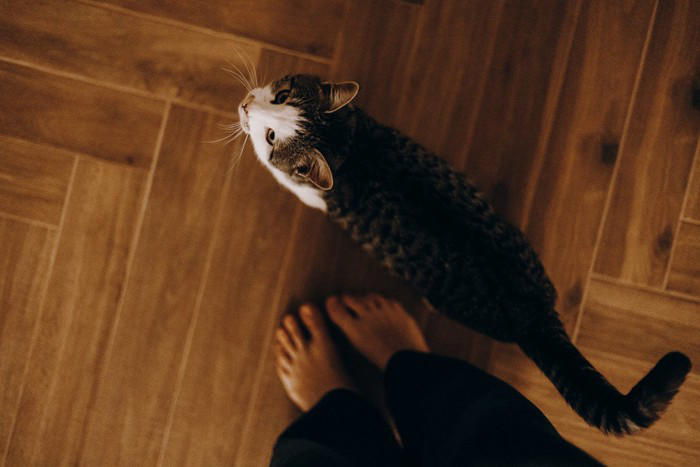 猫が飼い主を『守っている』ように見える行動5つ, 1.ドアや窓の近くで見張る, 2.トイレやお風呂についてくる, 3.体の上や近くで寝る, 4.知らない音にすぐ反応する, 5.体調が悪いときにそばにいる, 猫が飼い主を気にかける理由, 猫の行動への上手な応え方