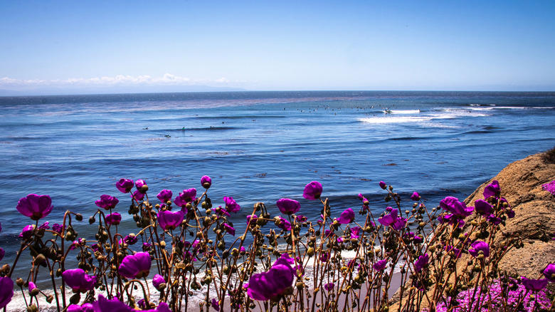 Steamer Lane, Cowell Beach, Pleasure Point, Natural Bridges, Mitchell's Cove