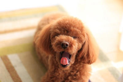 犬が『幸せ』だと思っているときにする行動５選, 1.しっぽをゆったり左右に振る, 2.ゆっくり瞬きをする, 3.「ふぅ」と長めのため息を吐く, 4.リラックスした様子で横になる, 5.体をくっつけるように寄り添う, リラックスした様子でお腹を見せる理由, 実は勘違い？幸せと勘違いされやすい行動とは, 犬の幸福度を高めるために飼い主ができること