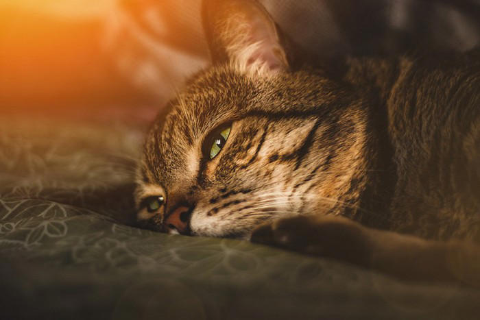 猫の心が弱っているときのサイン3つ, 2.過剰なグルーミング, 猫の心が弱っているときに放置してはいけない理由, 猫の心が弱っているときの対処法