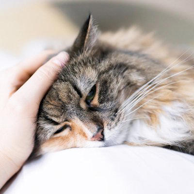 猫の心が弱っているときのサイン3つ, 2.過剰なグルーミング, 猫の心が弱っているときに放置してはいけない理由, 猫の心が弱っているときの対処法