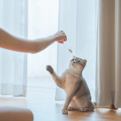 おもちゃにしてはいけない物3つ, 2.ビニール袋や紙袋, 3.乾電池や鈴など小さな物, 知らないと怖いリスク, パニック・呼吸困難, トラブル時の対処法, 無理に吐かせない