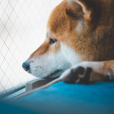 『不幸な犬』の特徴4選, 1.問題行動が多い, 2.執拗なセルフグルーミング, 3.無気力・無反応で笑顔がない, 4.警戒心が異常に強い, 不幸な犬を幸せにするにはどうしたらいいの？飼い主がやってはいけない絶対NG行為
