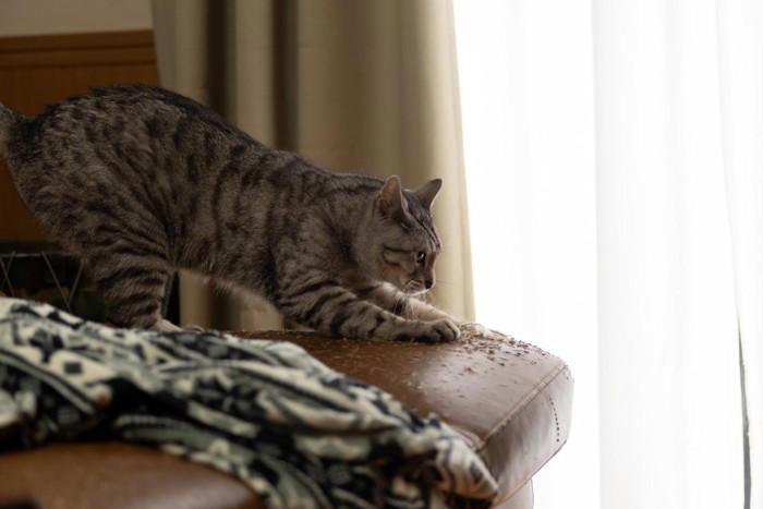猫の「困るけど憎めない行動」5選, 1.深夜の運動会, 2.キーボードの上に乗る, 3.ものを棚から落とす, 4.早朝の叩き起こし, 5.爪とぎの場所間違い, なぜ困ることをするの？無邪気な仕草の裏にある理由, 叱るのは逆効果？上手な接し方と対策のコツ, 遊びで満足させる, どうしても困る時の便利グッズ