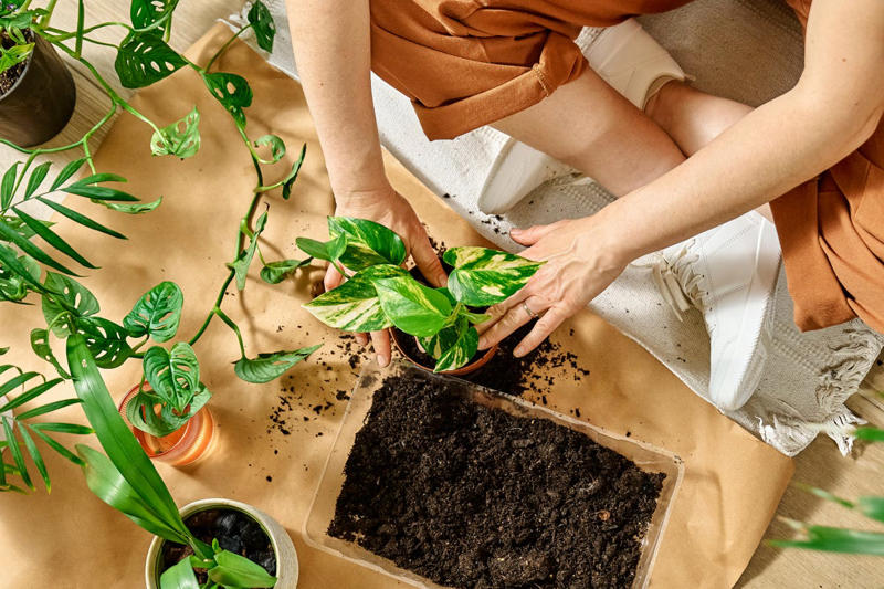 Quick-Growing Seedlings, Pre-Potted Planters, Flimsy Plastic Pots, Oversized Plants, Gimmicky Garden Tools, Small Bags of Compost, Specialty Soil Mixes