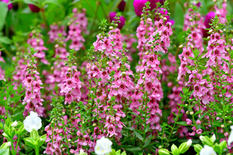 Angelonia, Sunflowers, Gomphrena, Marigolds, Snapdragons, Sweet Peas