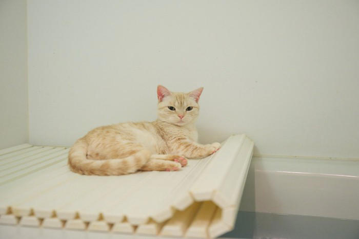 猫が飼い主を『守っている』ように見える行動5つ, 1.ドアや窓の近くで見張る, 2.トイレやお風呂についてくる, 3.体の上や近くで寝る, 4.知らない音にすぐ反応する, 5.体調が悪いときにそばにいる, 猫が飼い主を気にかける理由, 猫の行動への上手な応え方