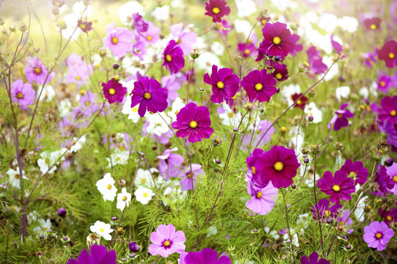 Angelonia, Sunflowers, Gomphrena, Marigolds, Snapdragons, Sweet Peas