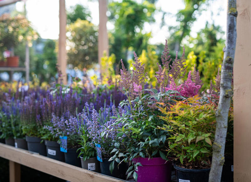 Quick-Growing Seedlings, Pre-Potted Planters, Flimsy Plastic Pots, Oversized Plants, Gimmicky Garden Tools, Small Bags of Compost, Specialty Soil Mixes
