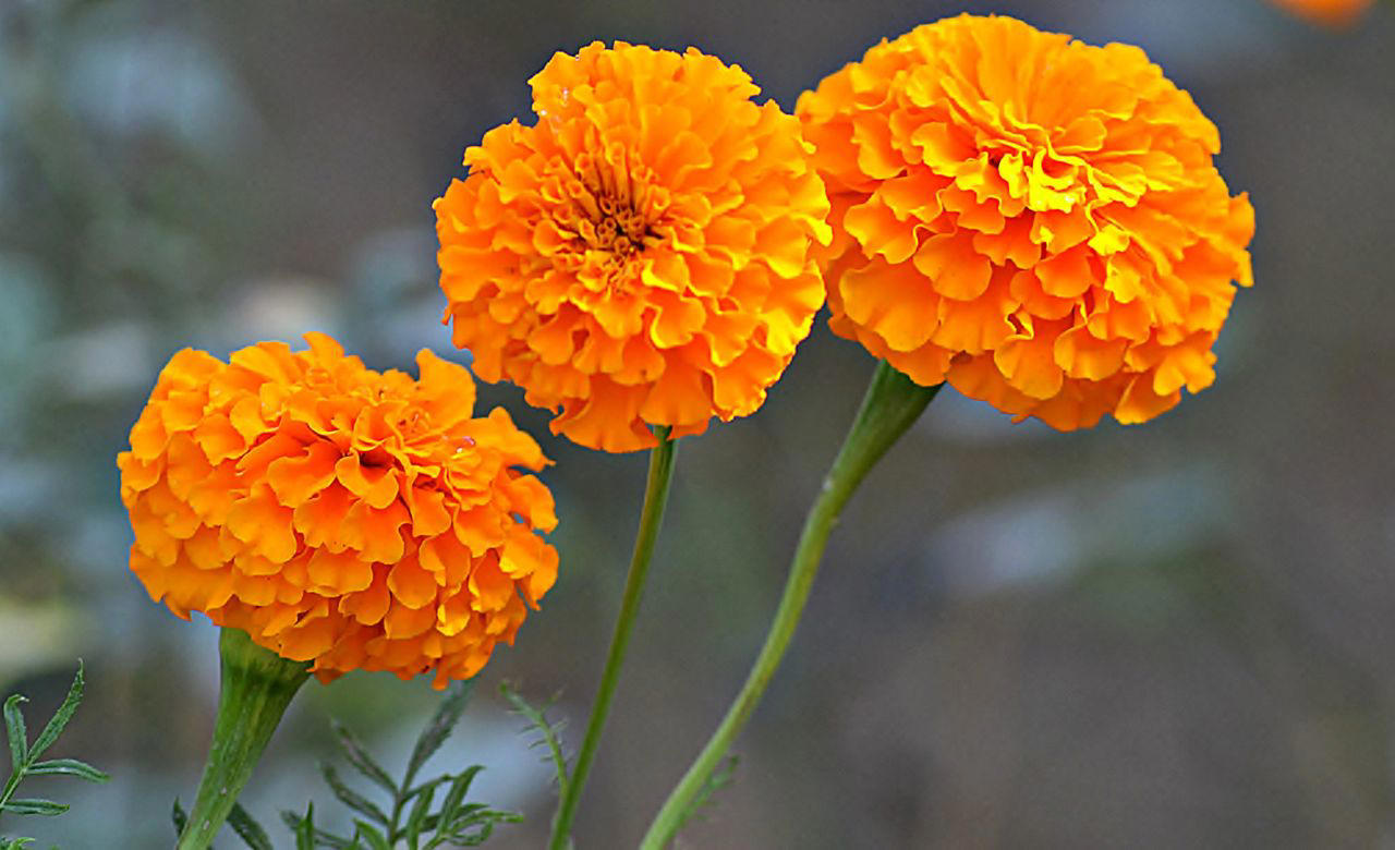 Angelonia, Sunflowers, Gomphrena, Marigolds, Snapdragons, Sweet Peas